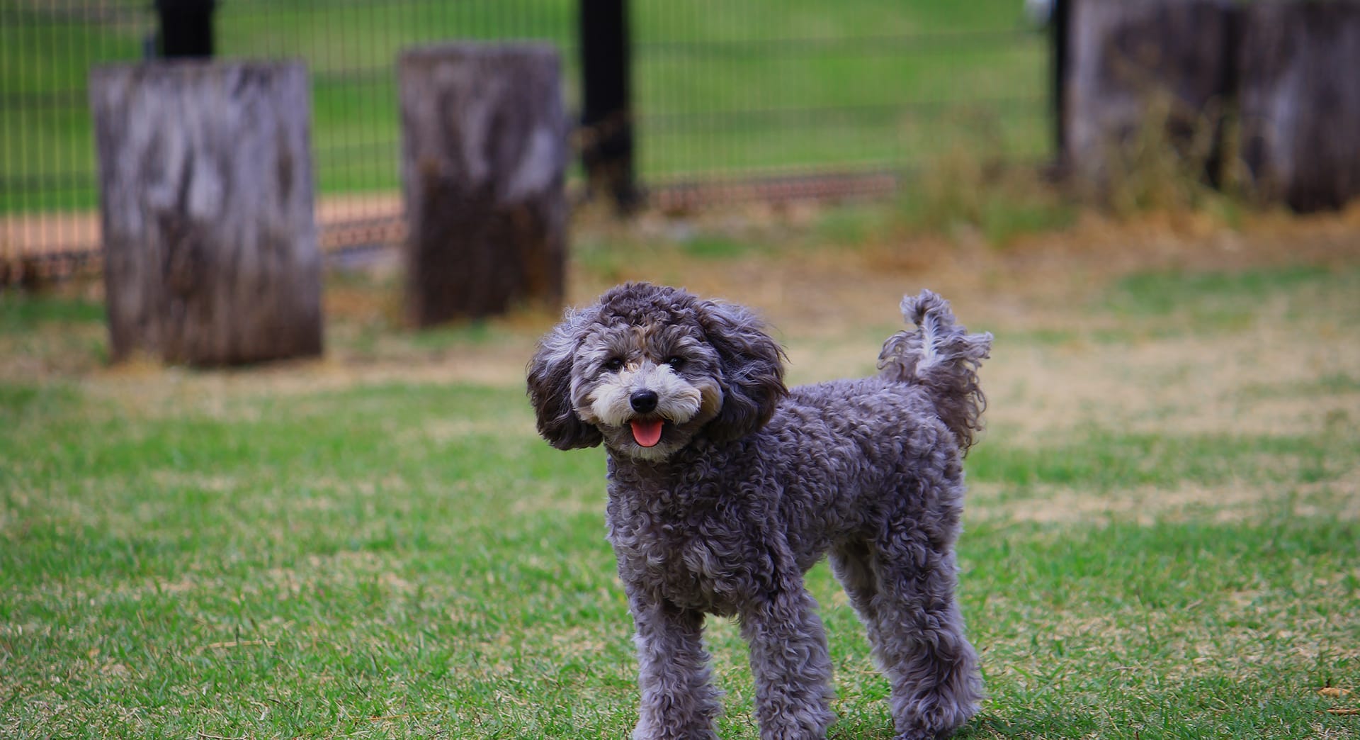 愛犬ドッグワールド