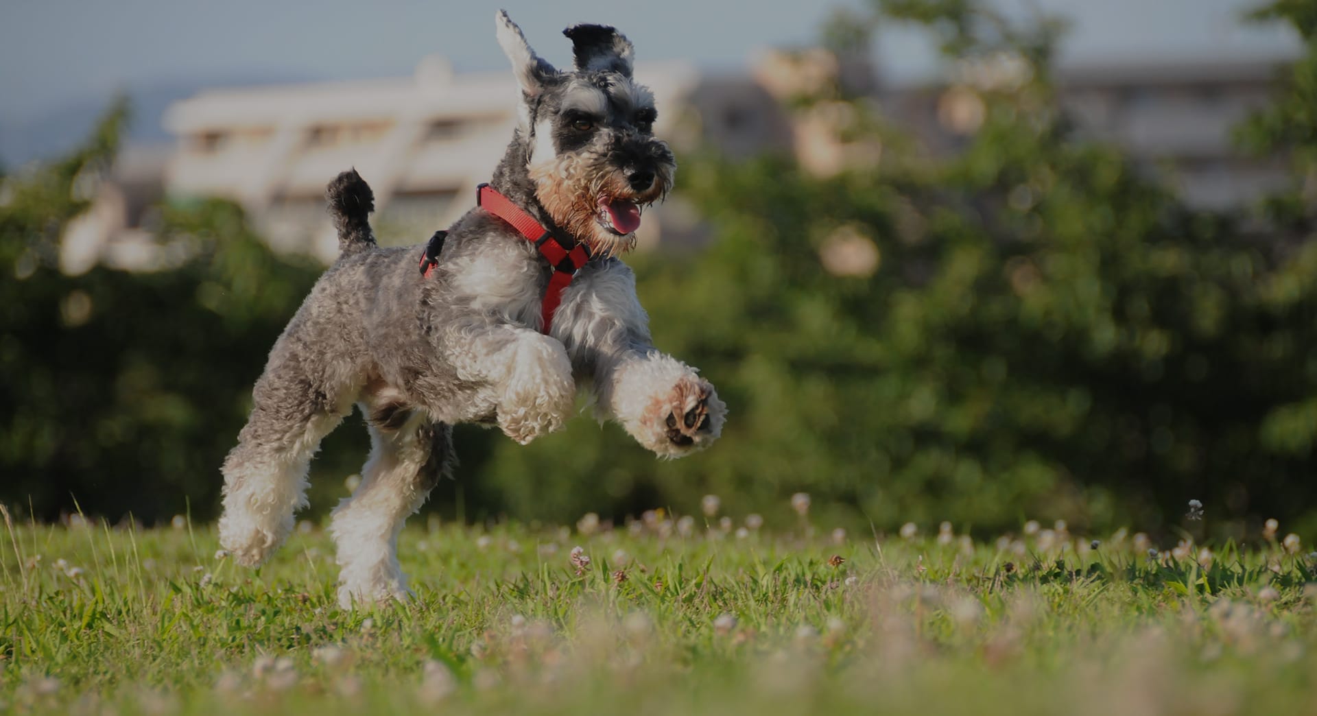 愛犬ドッグワールド